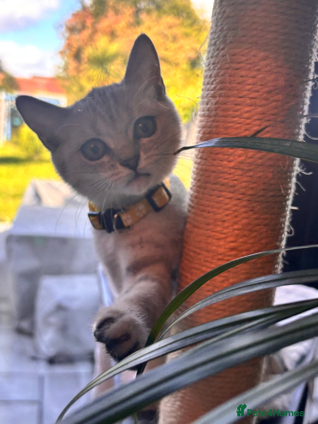 British Shorthair cats for sale: 🐾🌟 Stunningly Rare Silver Tipped (ns12) BSH 🌟🐾 - Image 19
