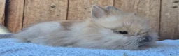 Lionhead rabbits for sale: Lion head baby girls  - Advert 3