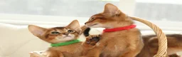 Abyssinian cats for sale: Pure breed Abyssinian kitten’s GCCF registered  - Advert 19