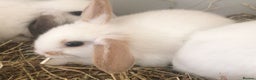 Mini Lop rabbits for sale: Baby rabbits  - Advert 7