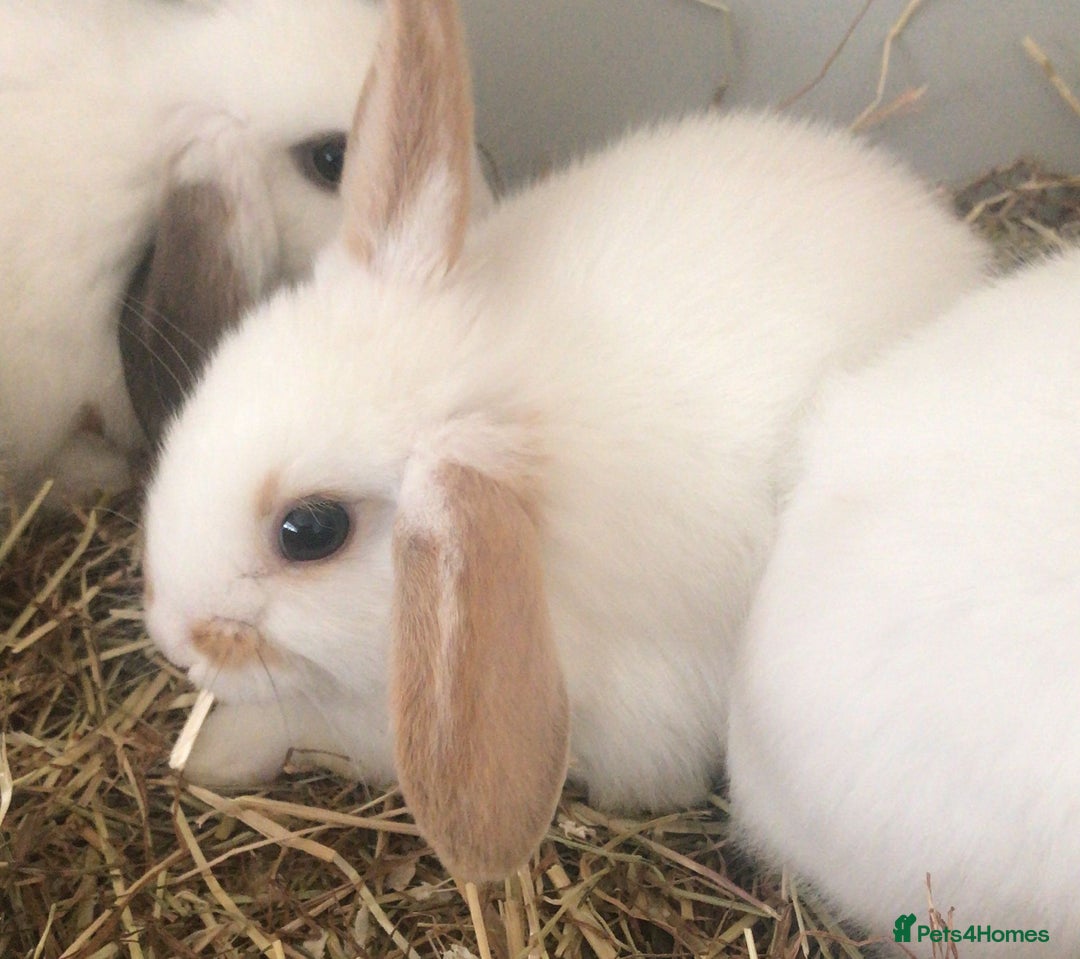 Mini Lop rabbits for sale: Baby rabbits  - Advert 7