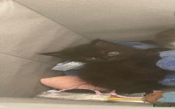 European cats for sale: Ready to leave  - Image 1