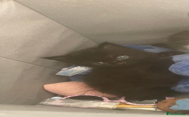 European cats - Advert 1