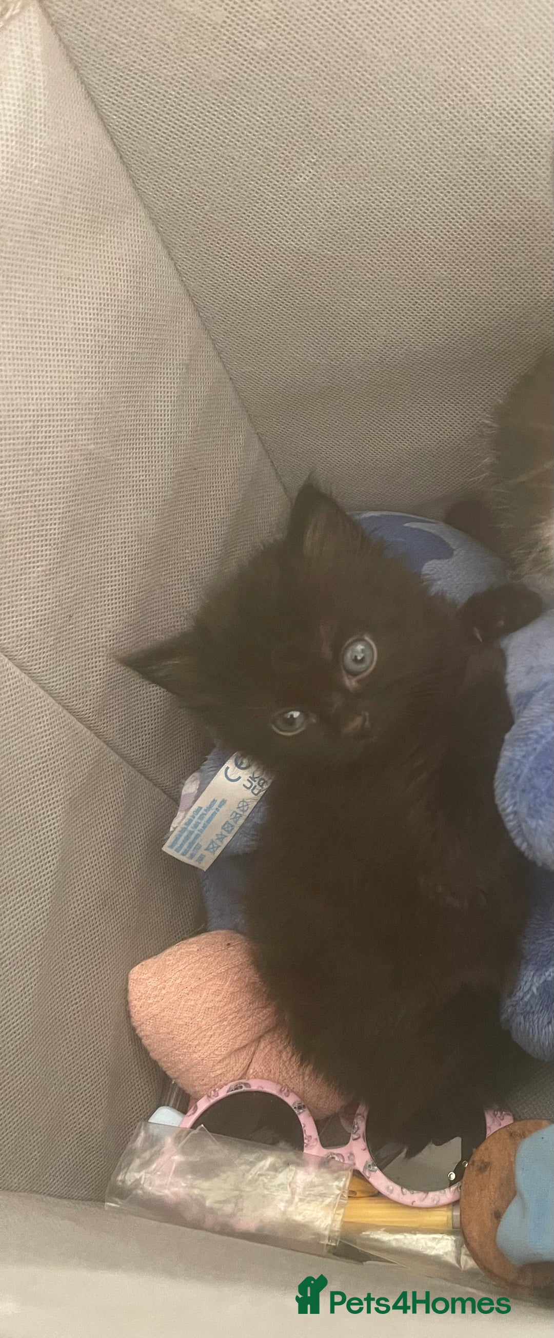 European cats for sale: Ready to leave  - Image 1