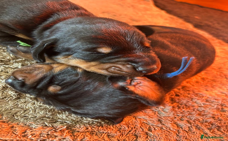Dobermann dogs - Advert 2