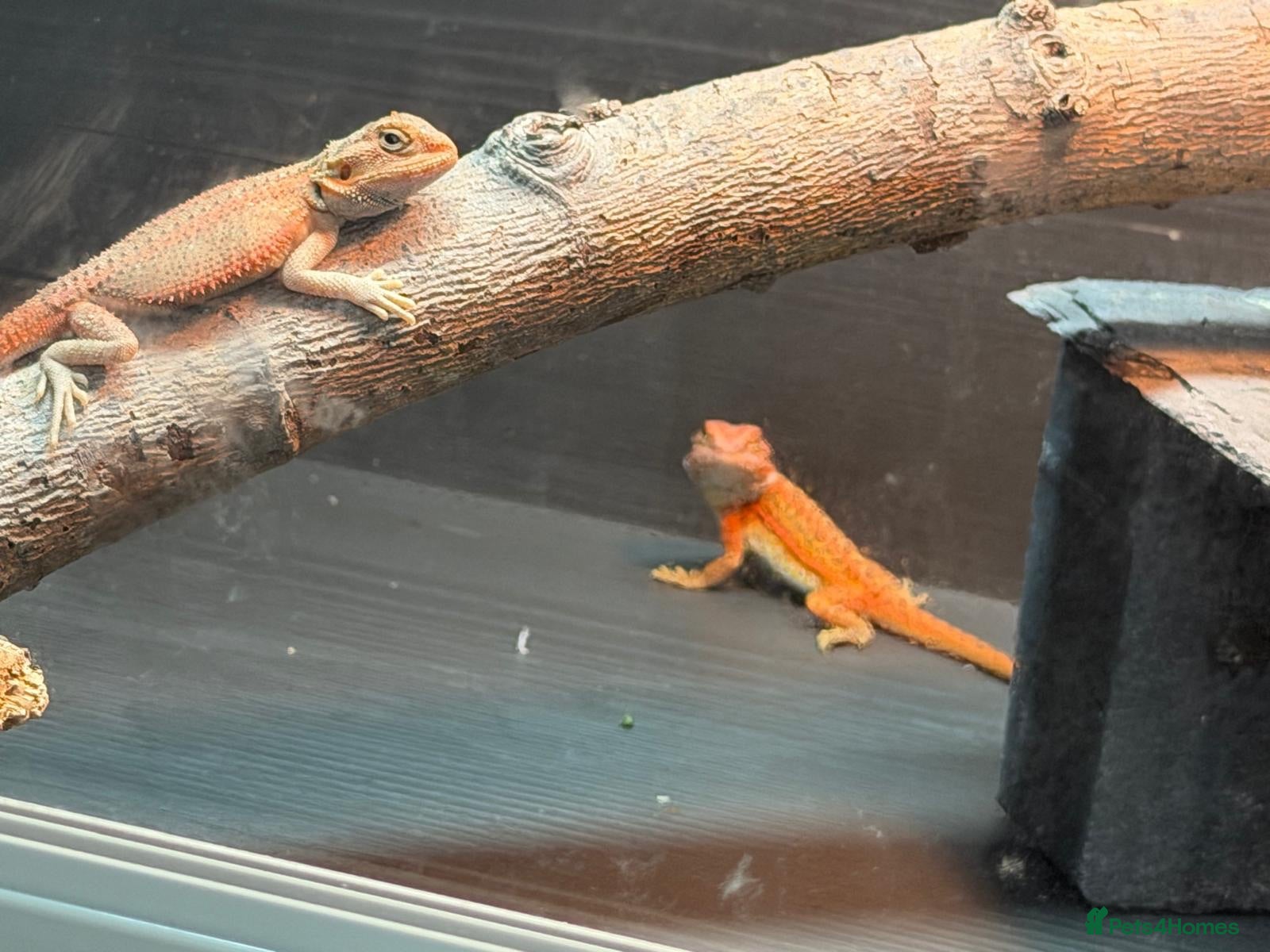 Bearded Dragon reptiles Bearded dragons - Advert 17