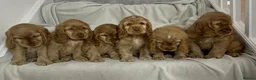 Cocker Spaniel dogs for sale: 💛Show Cocker Spaniel Litter – Waiting List Open - Advert 4
