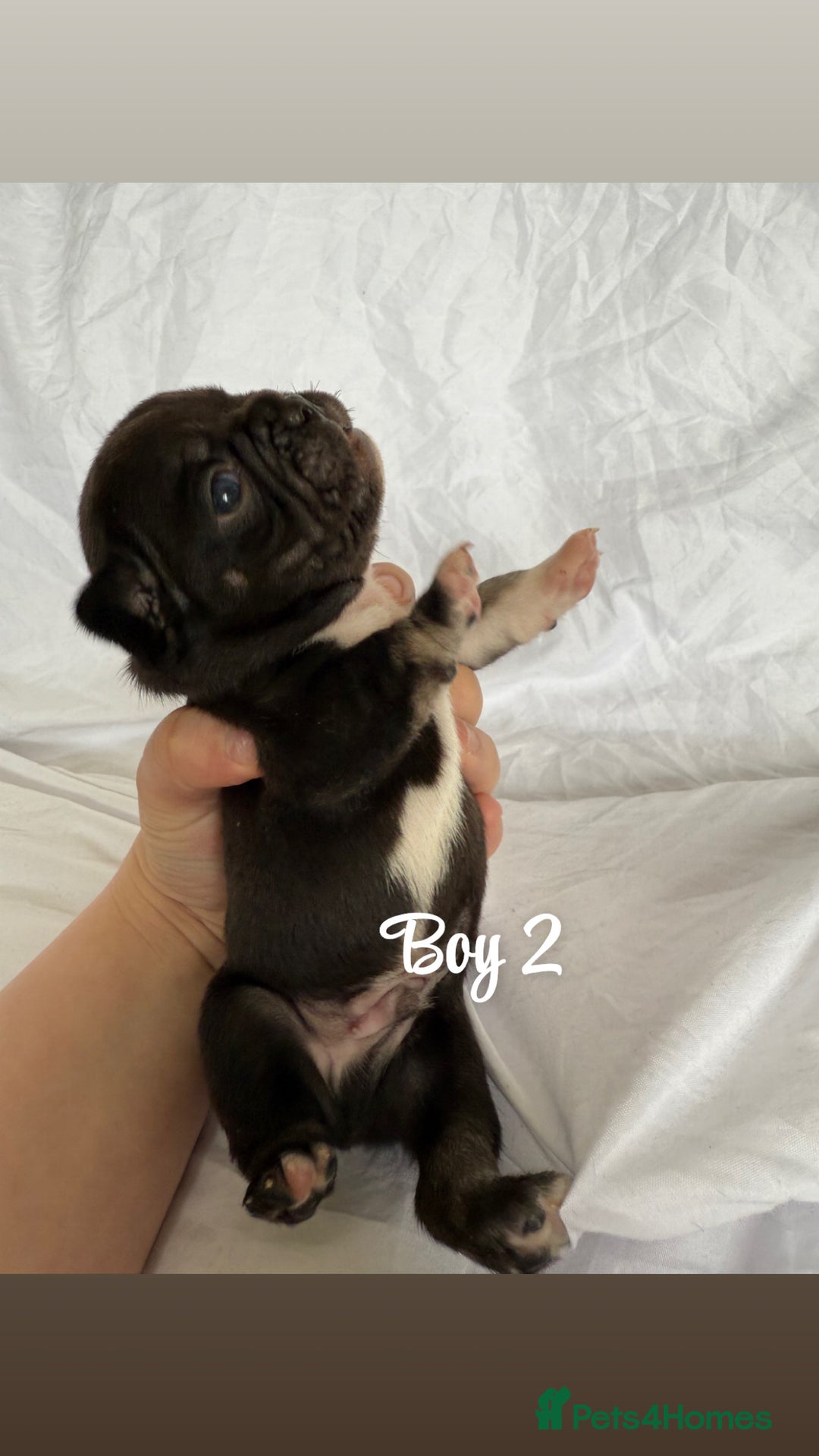 French Bulldog dogs for sale: Pedigree Puppies ❤️ - Image 3