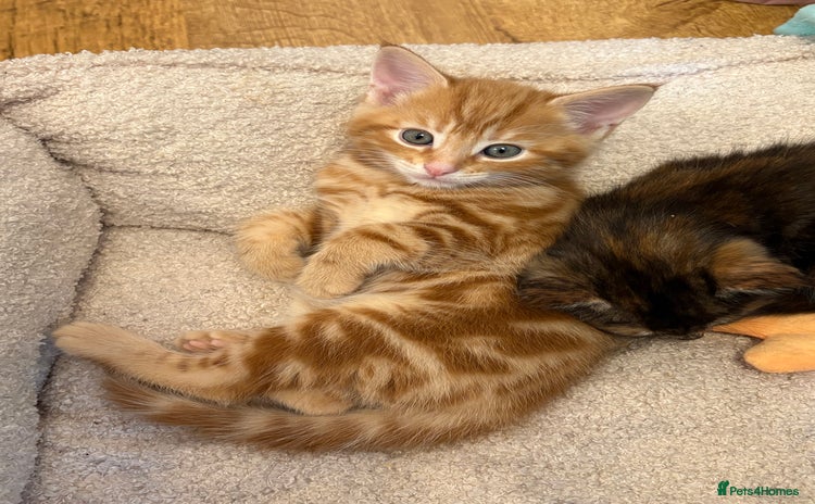 Domestic Shorthair cats - Advert 5