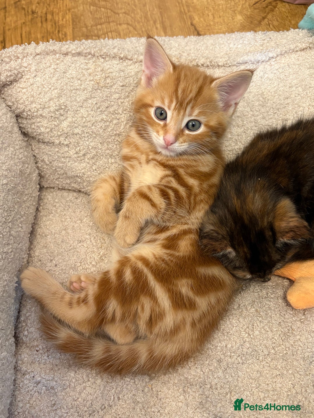 Domestic Shorthair cats for sale: 2 kittens looking for their new home  - Image 1