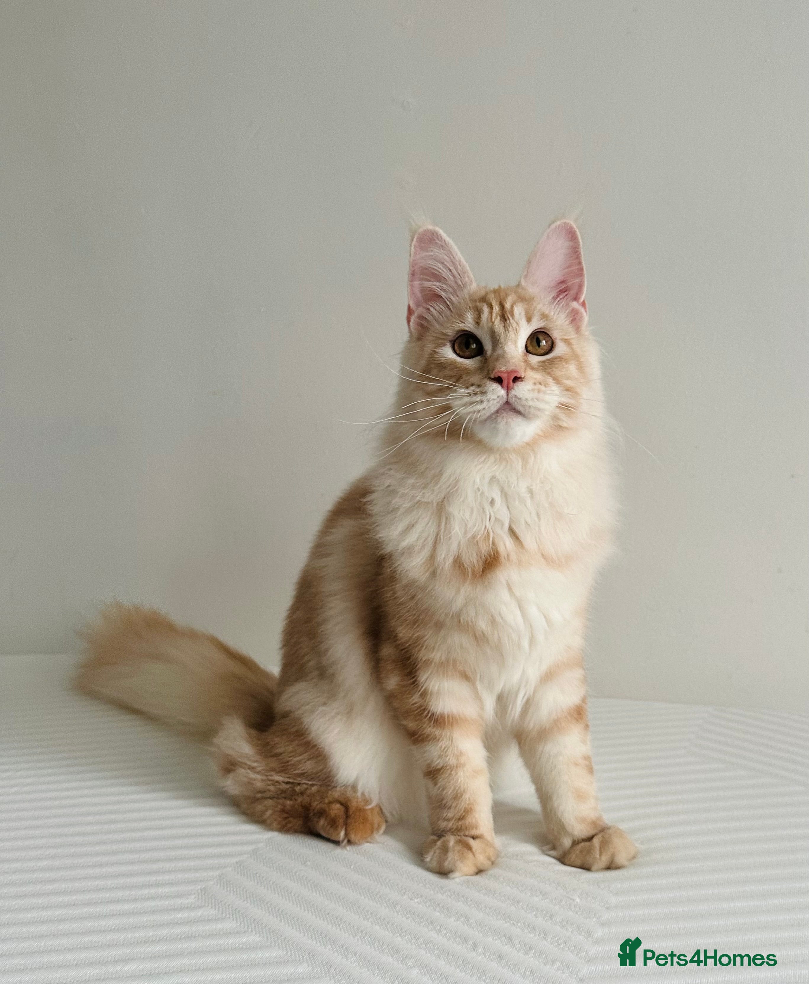 Maine Coon cats Pedigree Tica registered maine coon - Advert 10