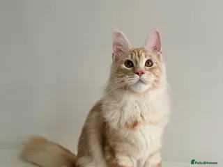 Maine Coon cats Pedigree Tica registered maine coon - Advert 6