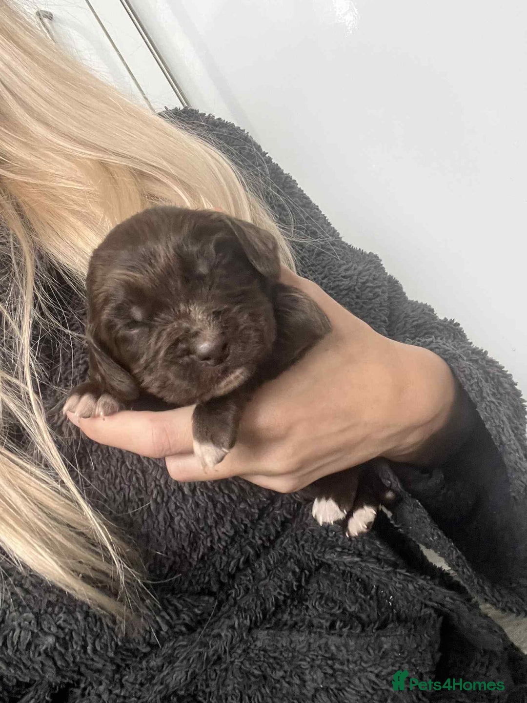 Cocker Spaniel dogs for sale: Cocker spaniel puppies 5 boys available  - Image 2