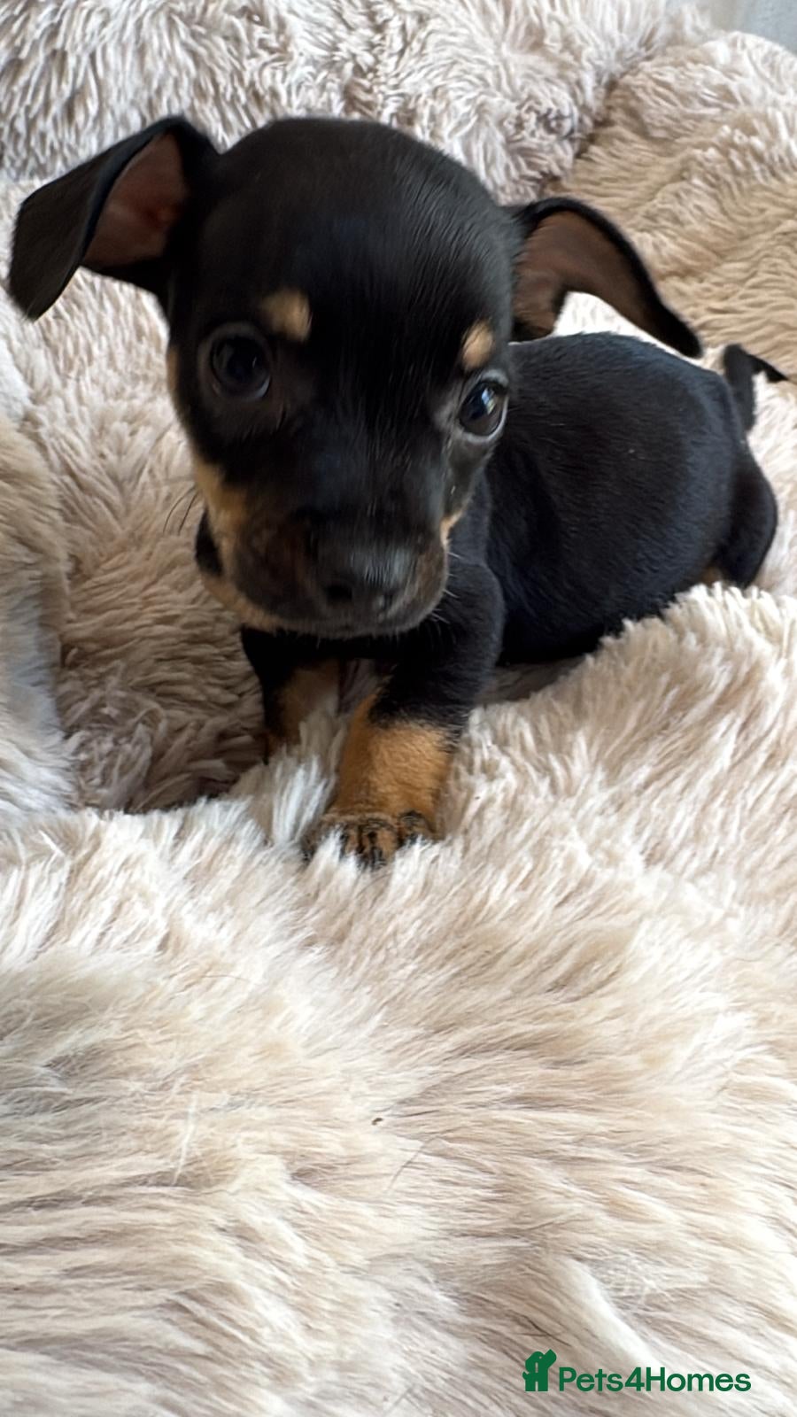 Mixed Breed dogs 5 beautiful French bull weiner puppies for sale - Advert 2