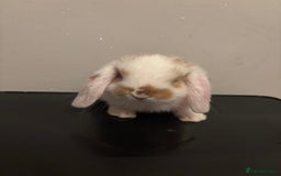 Dwarf Lop rabbits for sale: Baby rabbits  - Image 13
