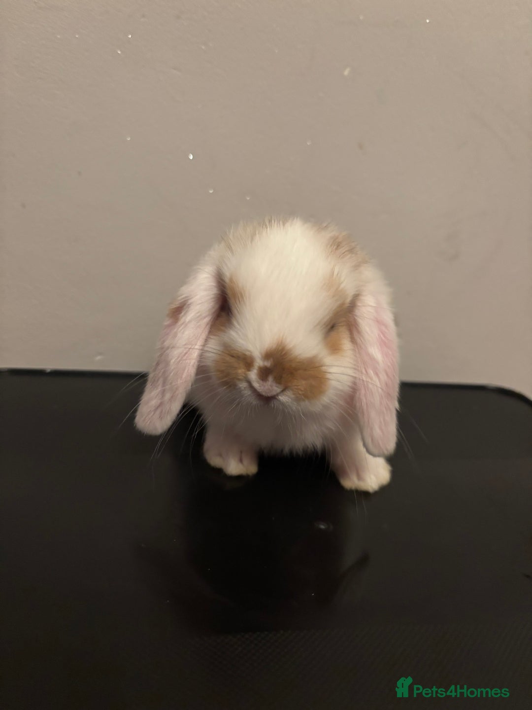 Dwarf Lop rabbits for sale: Baby rabbits  - Image 13