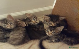 Bengal cats for sale: 6 Beautiful, Healthy Kittens - Image 1