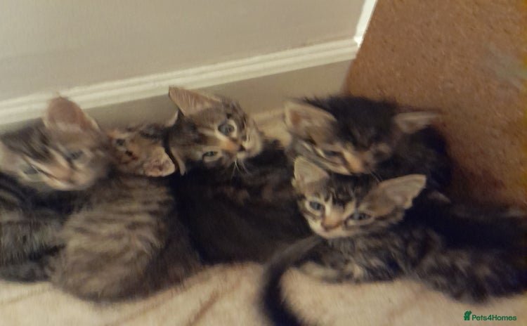 Bengal cats - Advert 3