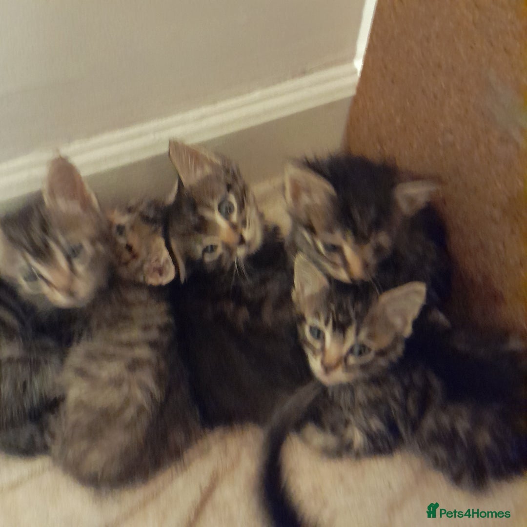 Bengal cats for sale: 6 Beautiful, Healthy Kittens - Image 1