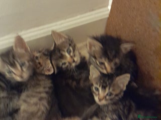 Bengal cats - Advert 4