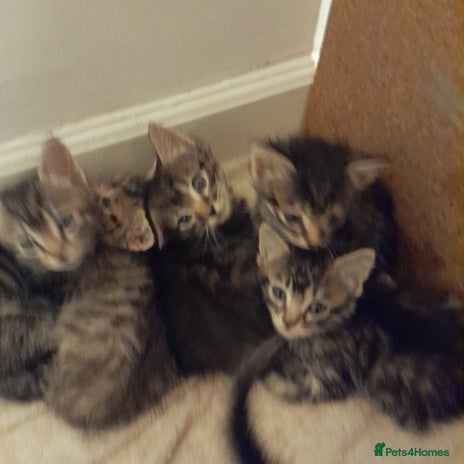 Bengal cats - Advert 4