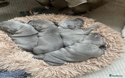 Staffordshire Bull Terrier dogs for sale: Blue Staffordshire bull terrier kc registered ❗️ - Image 33