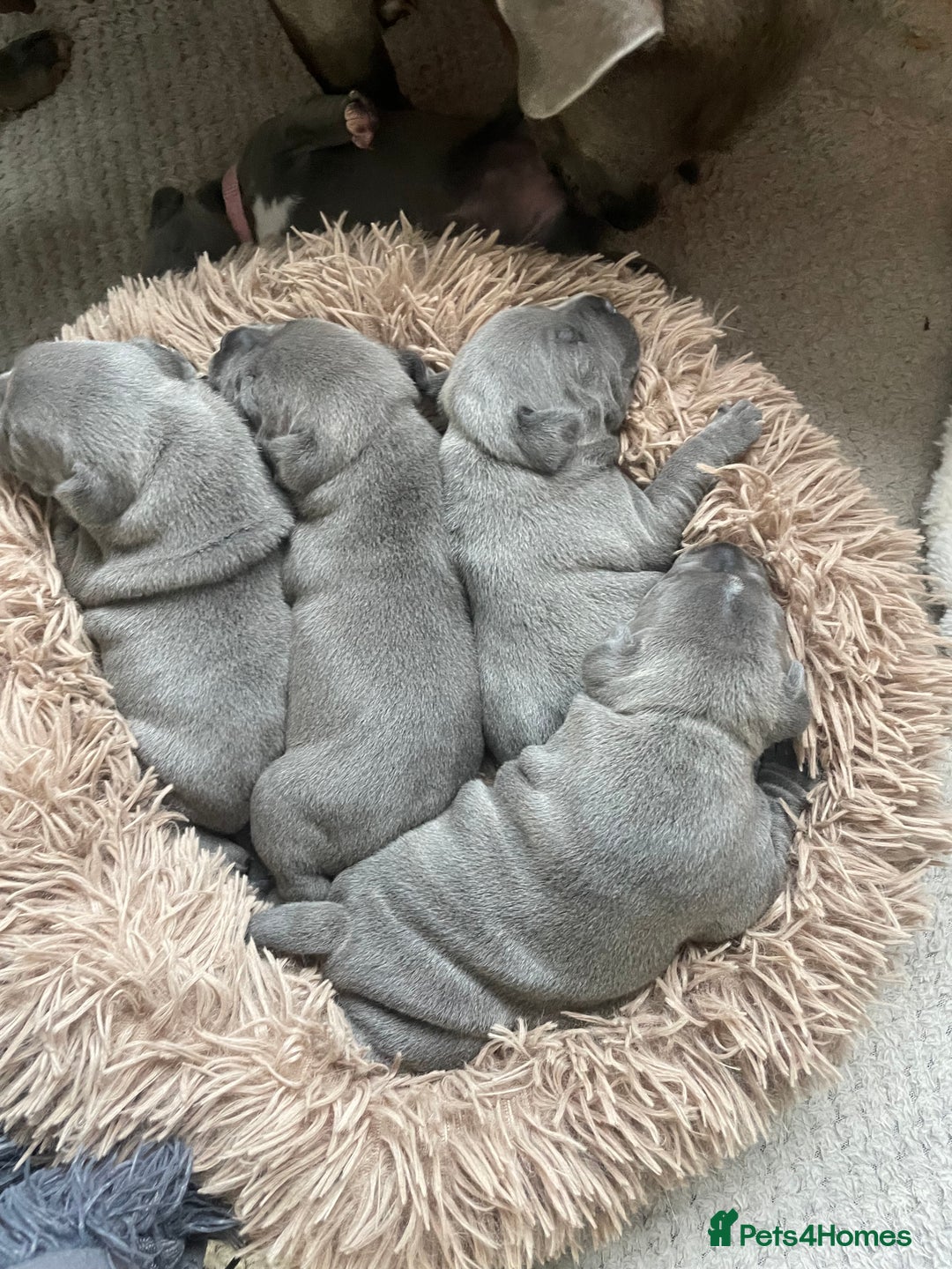 Staffordshire Bull Terrier dogs for sale: Blue Staffordshire bull terrier kc registered ❗️ - Image 33