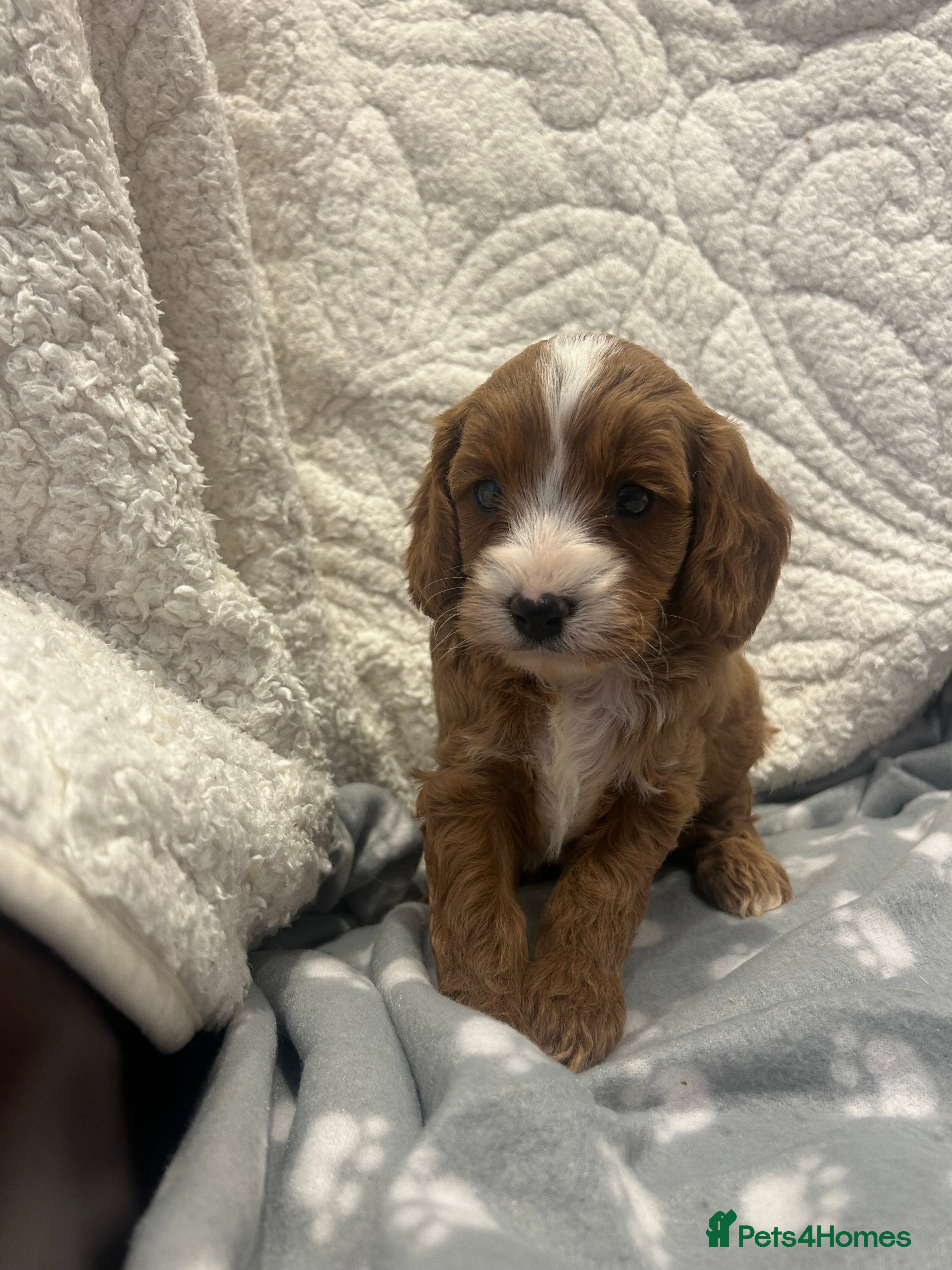 Cavapoo dogs Beautiful Red F1 Cavapoo puppies - Advert 2