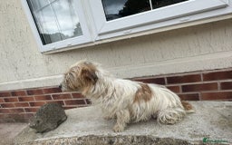 Jack Russell dogs for sale: Jack Russel puppies - Image 3