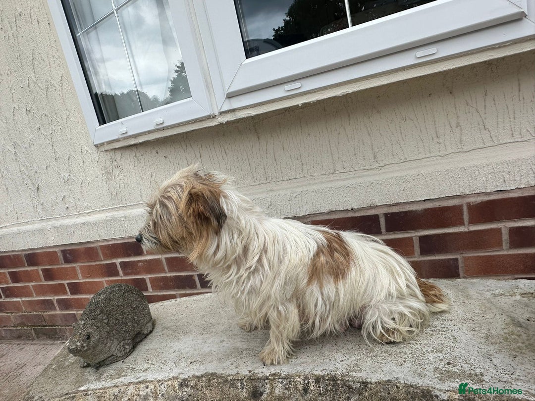Jack Russell dogs for sale: Jack Russel puppies - Image 3