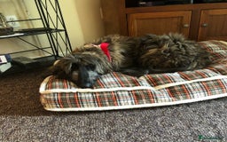 Afghan Hound dogs for sale: Adorable afghan hound boy for a new home - Image 4