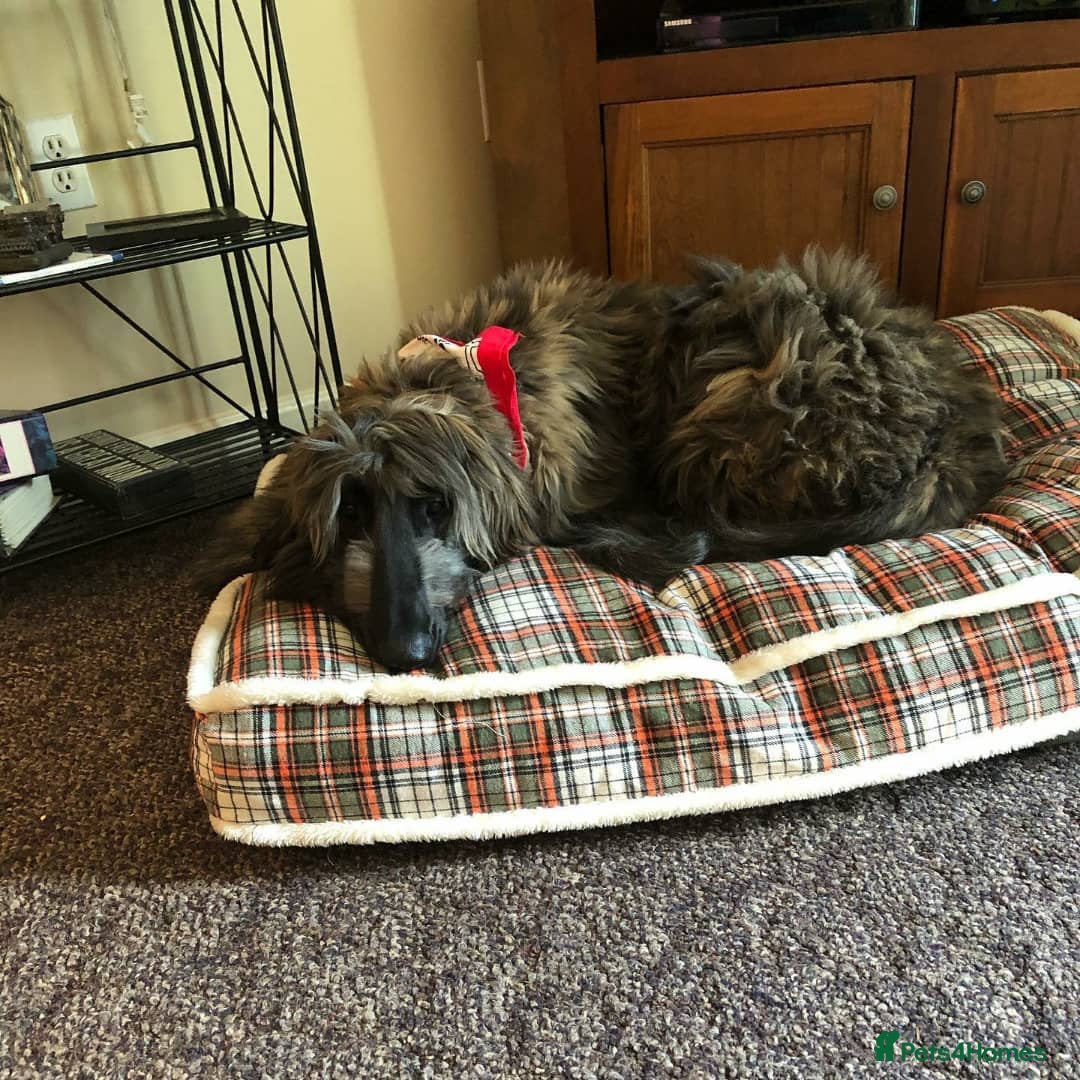Afghan Hound dogs for sale: Adorable afghan hound boy for a new home - Image 4