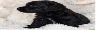 Cockapoo 2