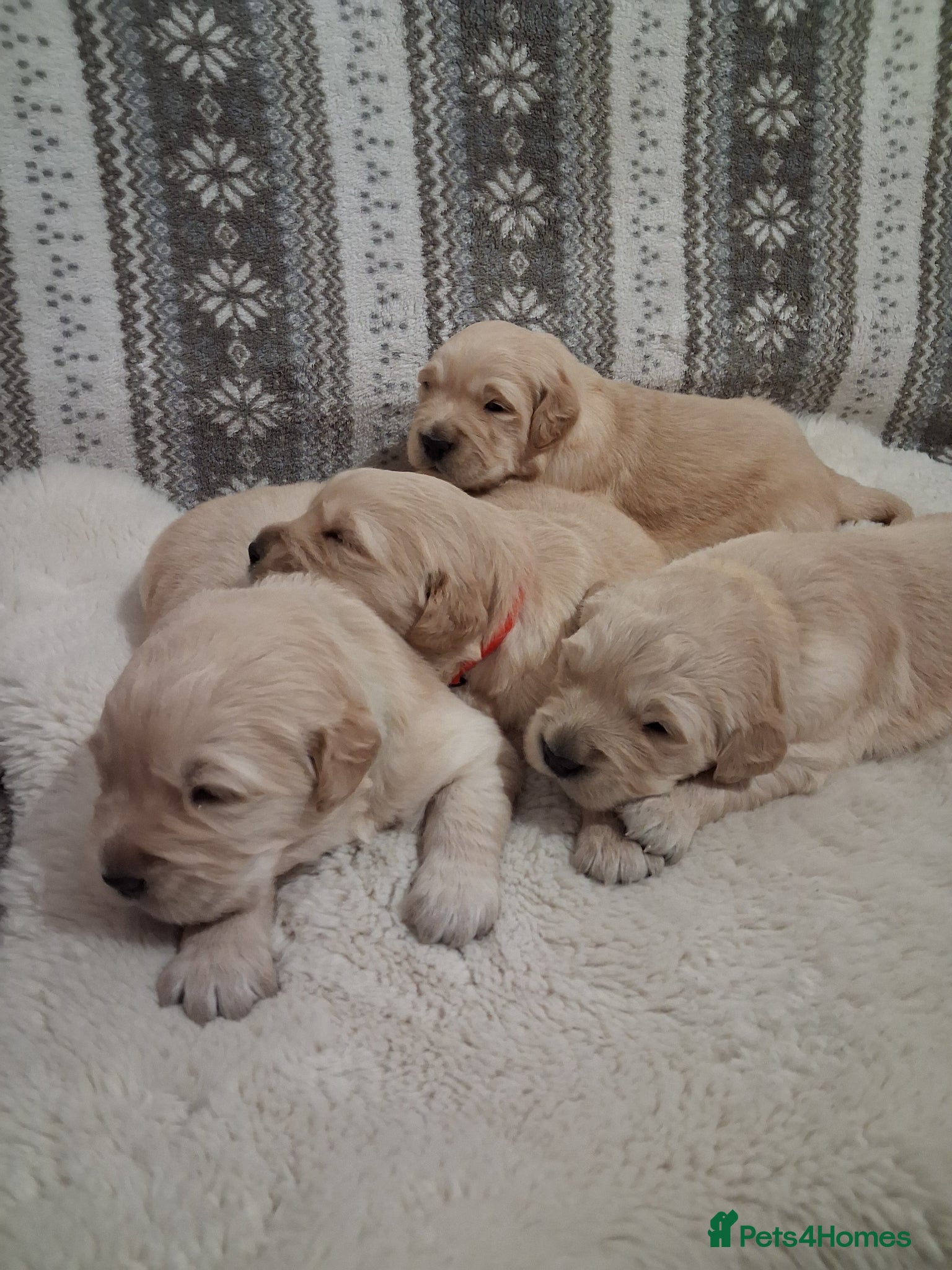 Golden Retriever dogs Beautiful KC registered puppies! - Advert 13