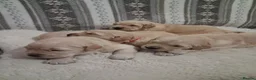 Golden Retriever dogs for sale: Beautiful KC registered puppies! - Advert 1