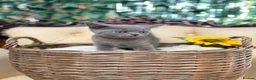 British Shorthair cats for sale: 🩵Fluffy British Shorthair🩵BOY - Advert 11