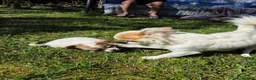 Chihuahua dogs for sale: Adorable Long-Coated Chihuahua Puppy – Tequila!  in Guildford - Advert 1