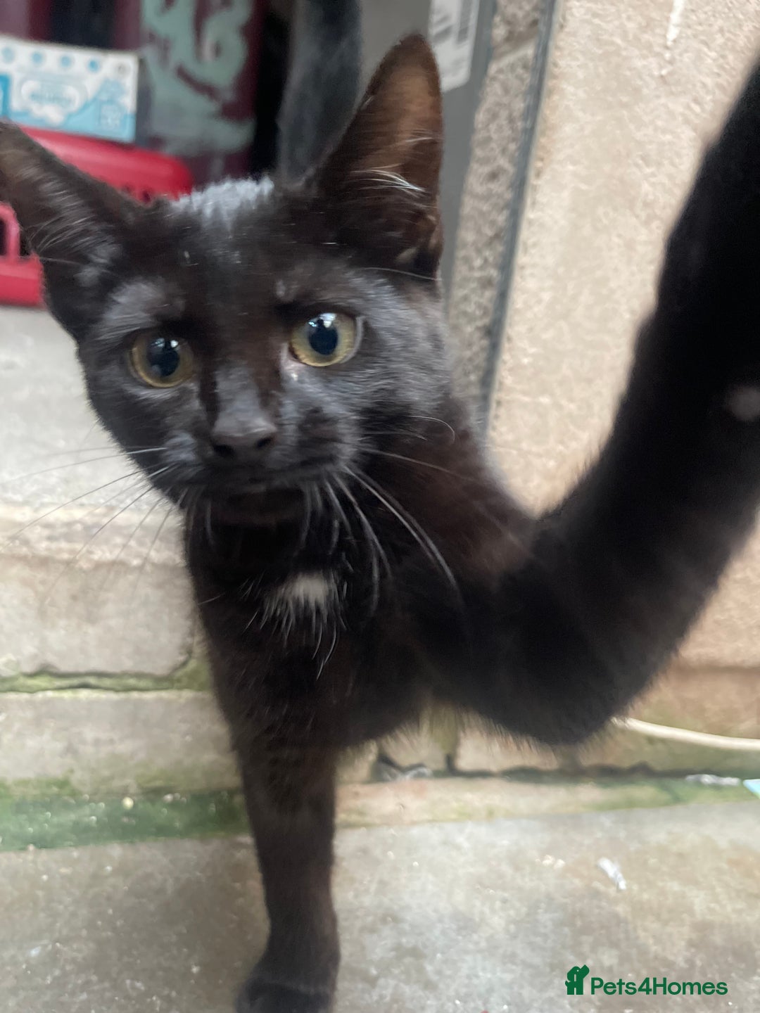 Mixed Breed cats for sale: 2 black kittens for sale £50 - Image 3
