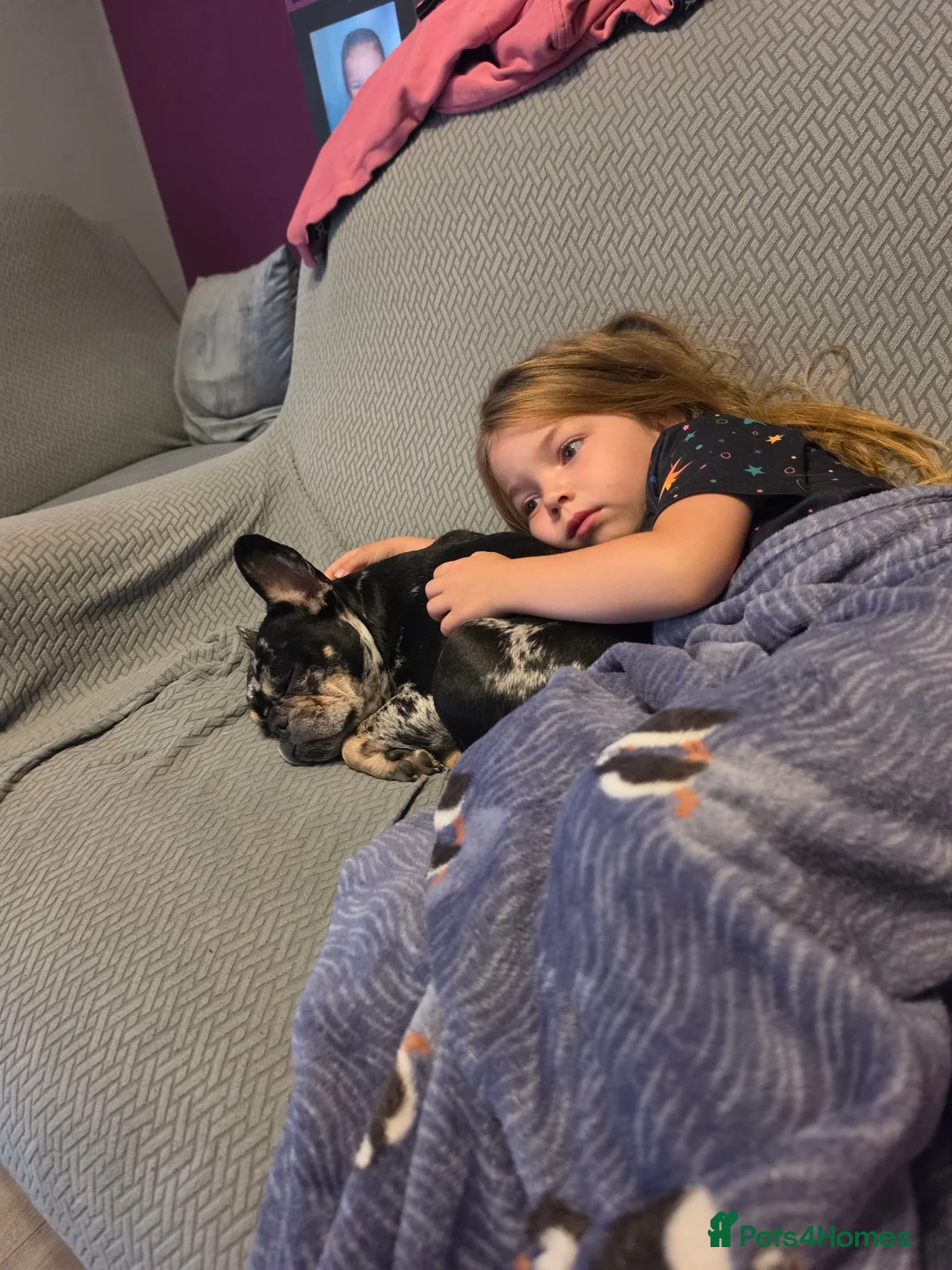 French Bulldog dogs for sale: Dollie - Advert 4