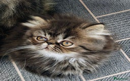 Persian cats for sale: Persian boy and girl  - Image 1