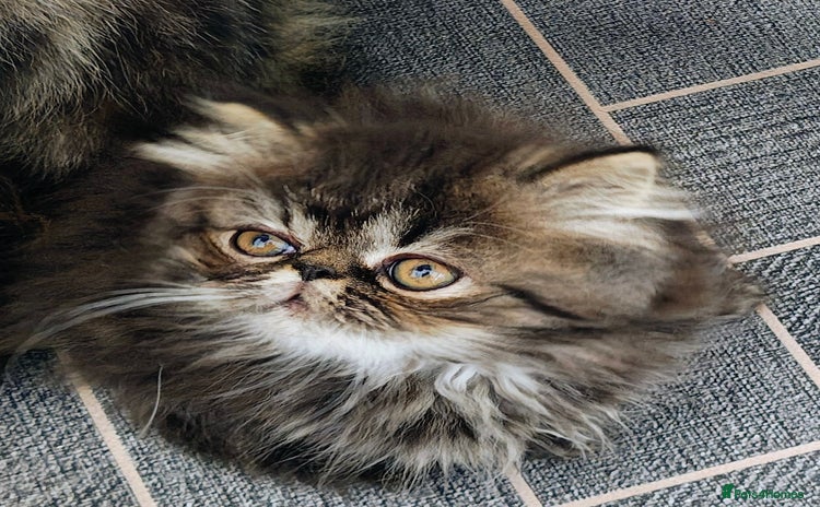 Persian cats - Advert 1