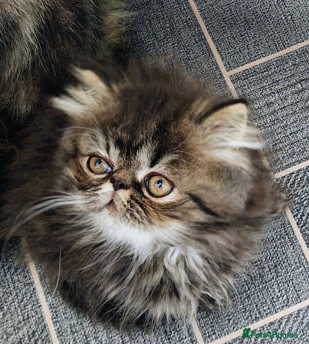 Persian cats for sale: Persian boy and girl  - Image 1