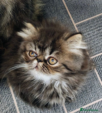 Persian cats - Advert 10
