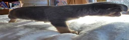 Chihuahua dogs for sale: Gorgeous Chiuahaha pups! - Advert 8