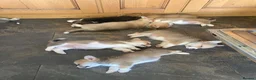 Welsh Corgi Pembroke dogs for sale: Gorgeous RKC reg corgi's DNA health tested parents - Advert 3