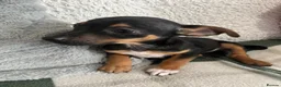 Jack Russell dogs for sale: 2 chocolate tannedboys left!!!  - Advert 8