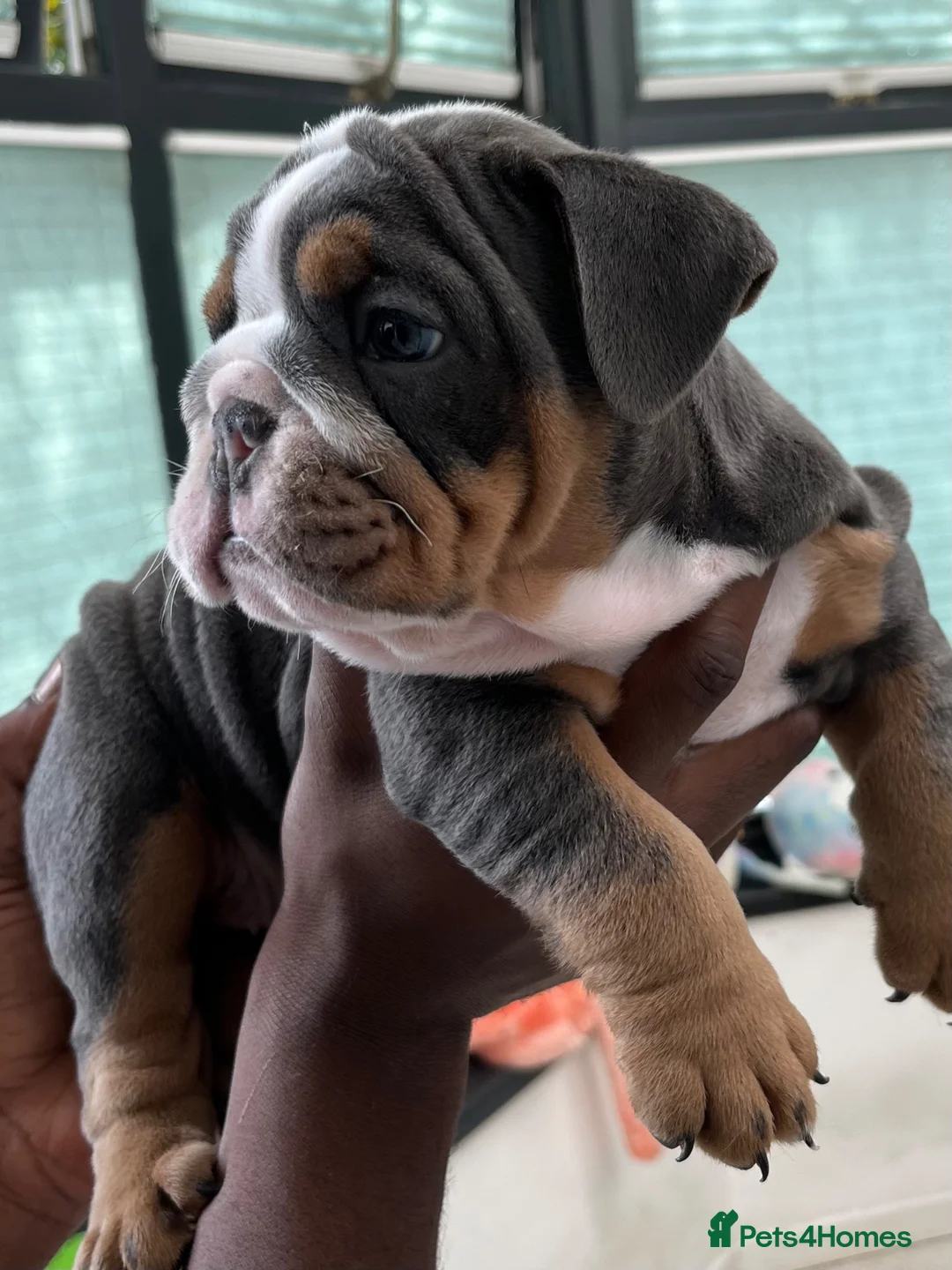 English Bulldog dogs for sale: 5 ⭐️ English Bulldogs  - Advert 2