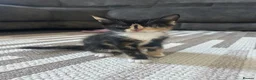 Mixed Breed cats for sale: Beautiful Mixed breed kittens for sale - Advert 7