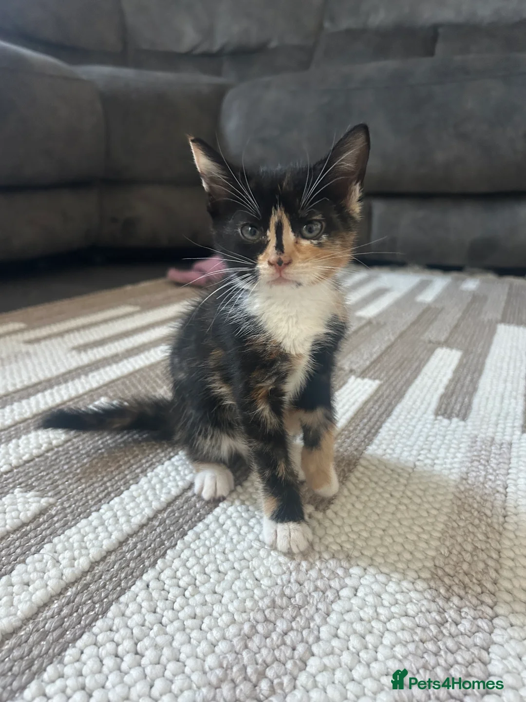 Mixed Breed cats for sale: Beautiful Mixed breed kittens for sale - Advert 7