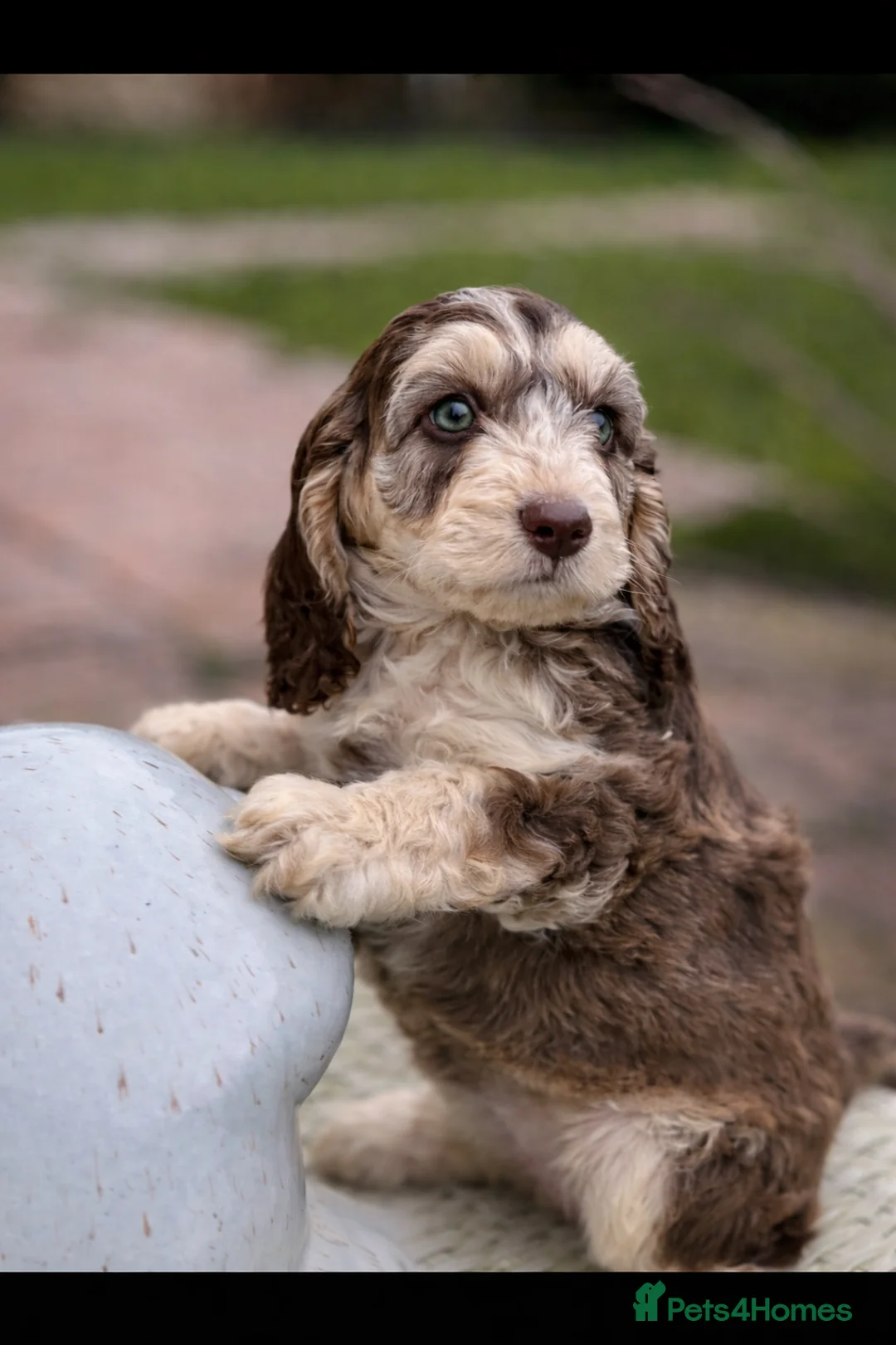 Cockapoo dogs for sale: Fabulous F1 cockapoos - Advert 9